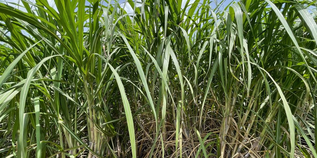 Sustainable Sugarcane: Florida's Path to Green Harvesting Success